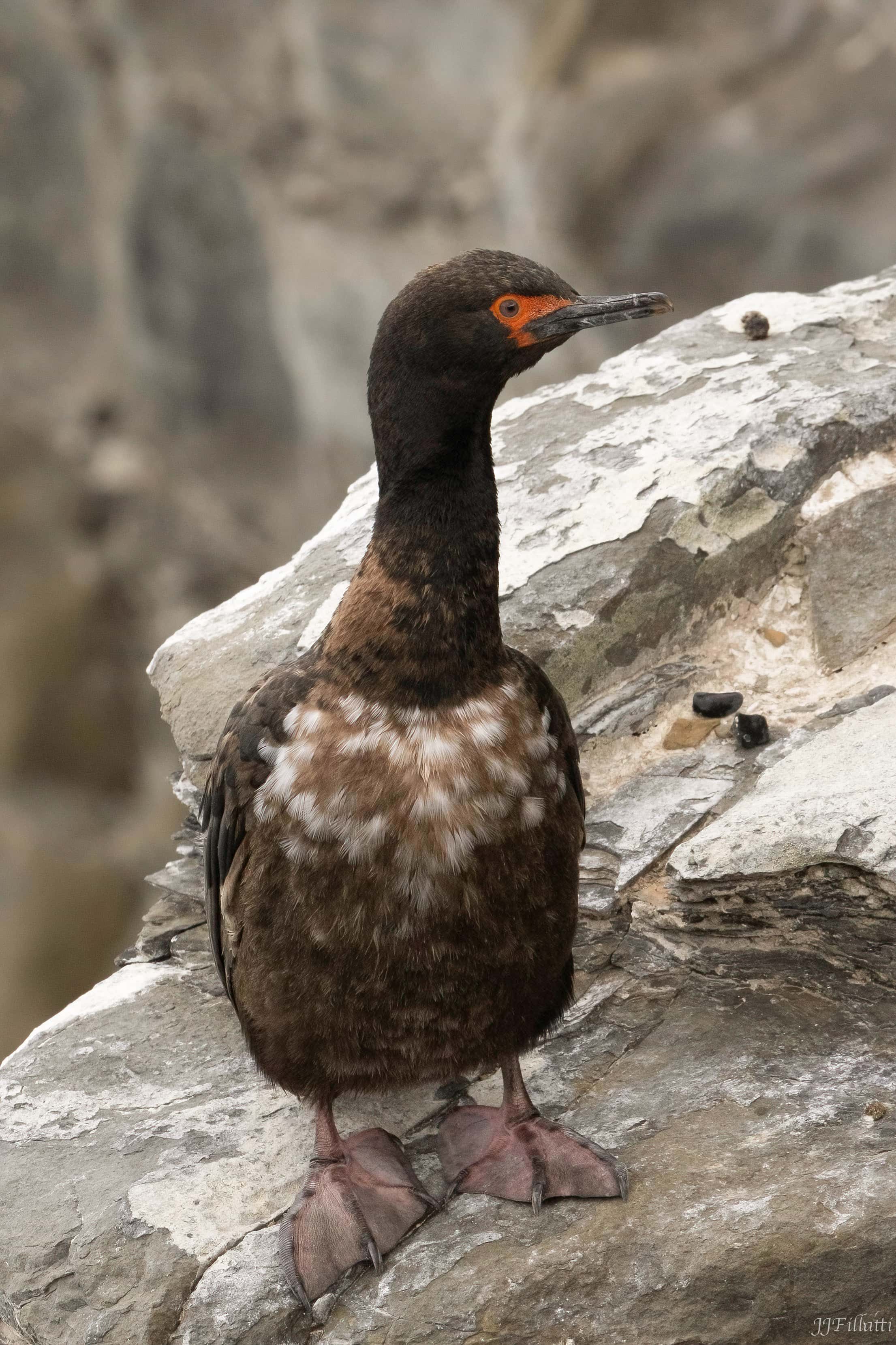 bird of the falklands image 72